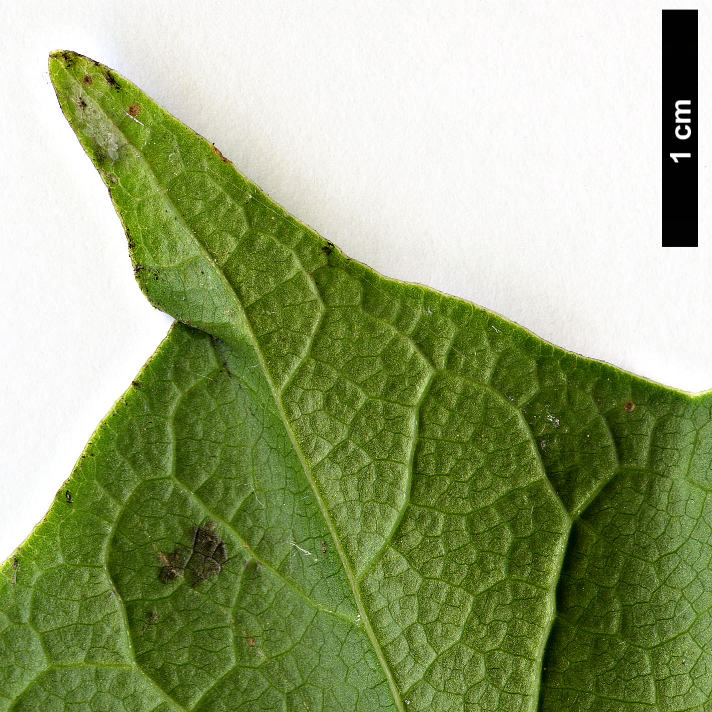 High resolution image: Family: Magnoliaceae - Genus: Magnolia - Taxon: kobus - SpeciesSub: var. borealis